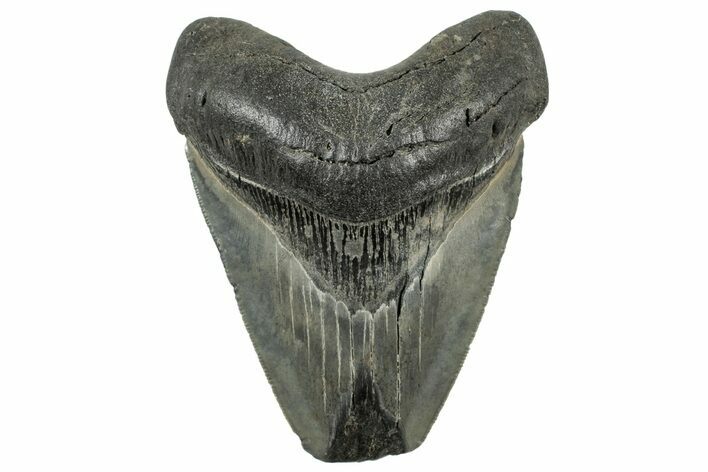 Serrated, Fossil Megalodon Tooth - Feeding Damaged Tip #325761